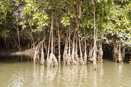 Tropical mangrove and oyster forest in the mangroves 