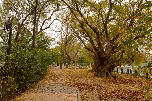 Beautiful Autumn Park in sunset sunlight. Forest pathway covered with trees multi-colour fall foliage fallen leaves in spring time. Rabindra Sarovar lake area, Kolkata, West Bengal, India South Asia Pac, February 2020