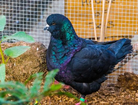 closeup portrait of a black king pigeon, popular tropical bird specie