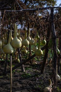 calabash gourds harvest