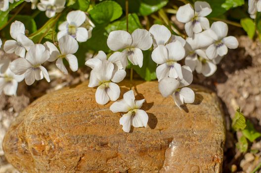 White viola odorata flowers growing between stones