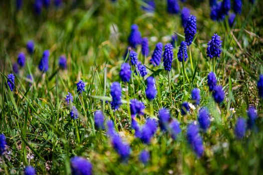 Wild hyacinth flowers 