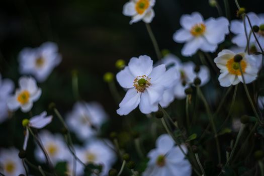 White Anemone or thimbleweed windflower in bloom outdoor