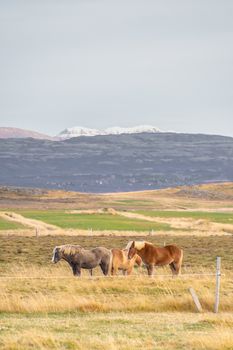 Snaefellsness national park in Iceland icelandic horses standing on meadow in front of mountain range