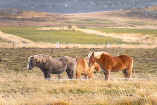 Snaefellsness national park in Iceland icelandic horses blond mane blowing in wind
