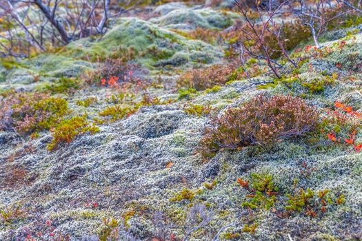 Thick moss, small trees and lichens growing on wet forrest floor of Iceland