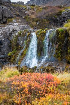Westfjords of Iceland Göngummanafoss and Dynjandi waterfall red colored bush during autumn in front of small side arm