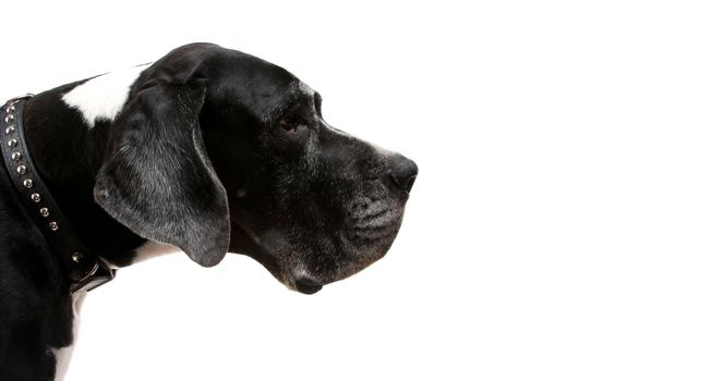 german dogge. portrait of a hue dog on white background