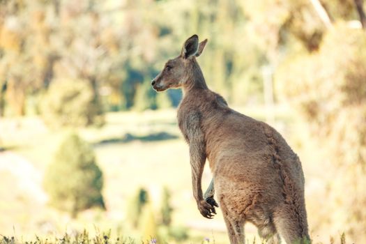 Australian native kangaroo in rural bushland