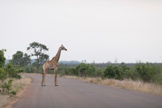Giraffe in the wilderness