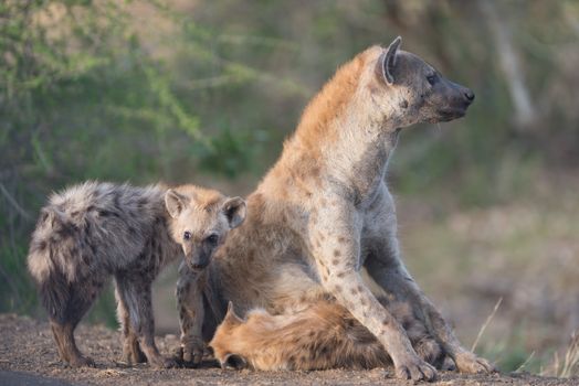 Hyena pup in the wilderness