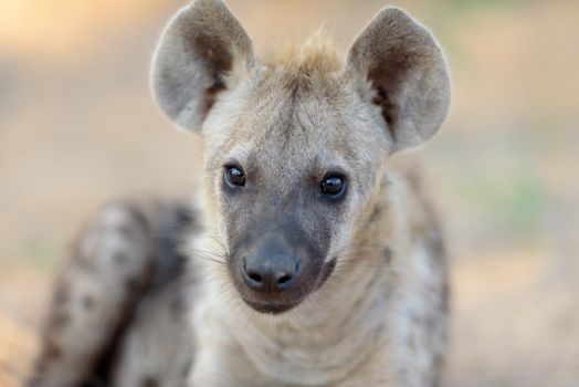 Hyena pup in the wilderness