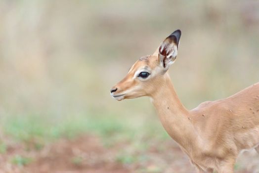 Impala calf, baby impala antelope
