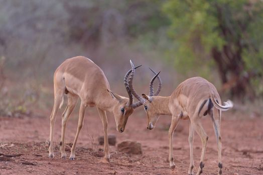 Impala fighting, antelope