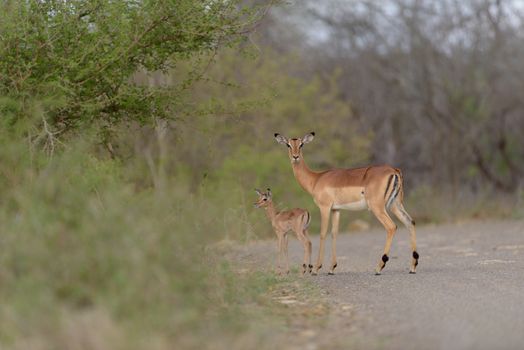 Impala calf, baby impala antelope