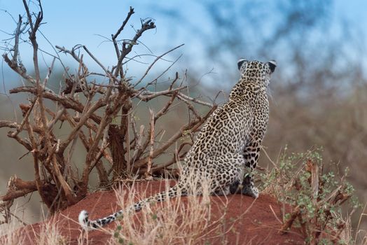 Leopard in the wilderness