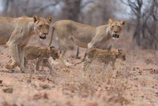 Lion with cubs