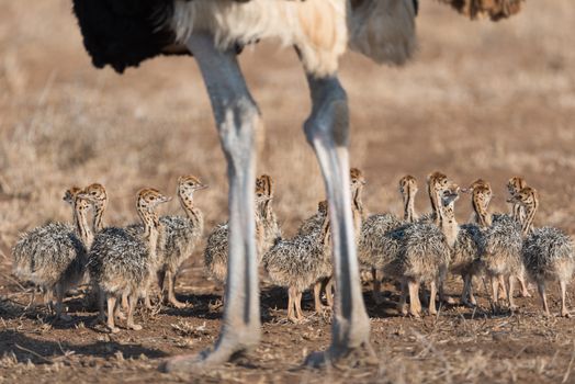 Ostrich with chicks