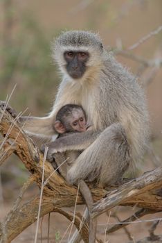 Baby Vervet monkey in the wilderness