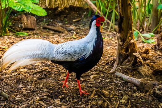 Male silver pheasant in closeup, tropical bird specie from Asia