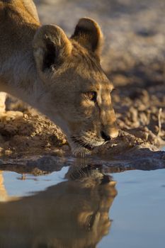 Lion cub drinking water