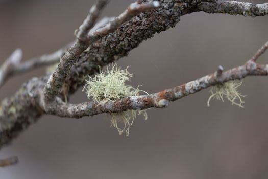 Tentacles of hairy moss survivce after bush fire