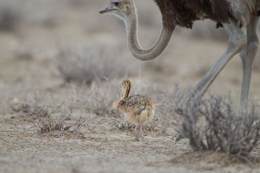 Ostrich chicks in the wilderness