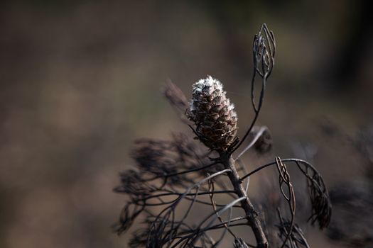 Seed pod opening after bush fires in Australia