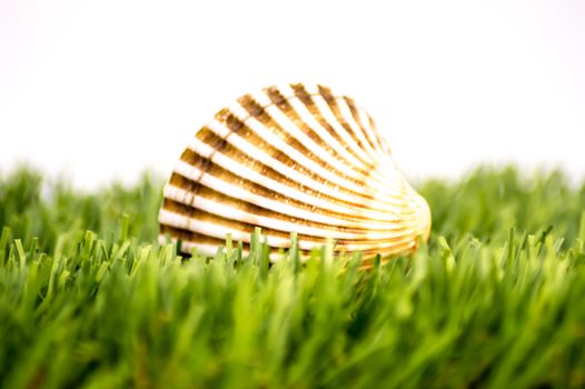 Sea shell on a green lawn 