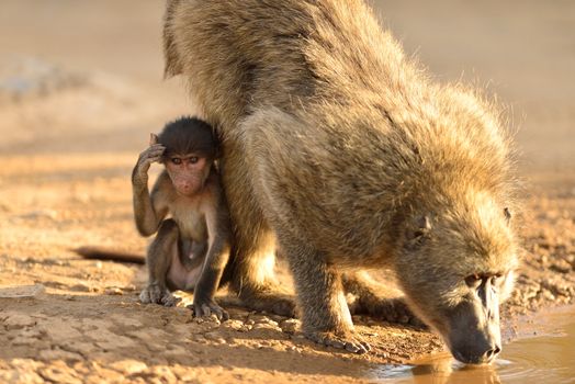 Baby baboon by the car tire