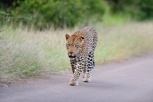 Leopard in the wilderness