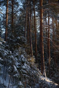 Frosty day in forest