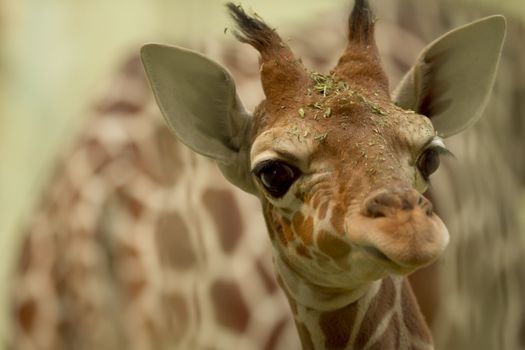 Giraffe calf, baby giraffe portrait