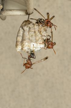 Image of Common Paper Wasp / Ropalidia fasciata and wasp nest on