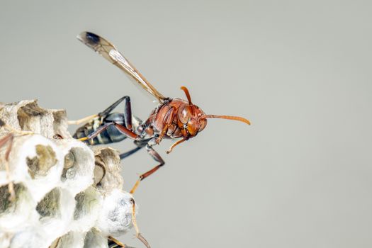 Image of Common Paper Wasp / Ropalidia fasciata and wasp nest on