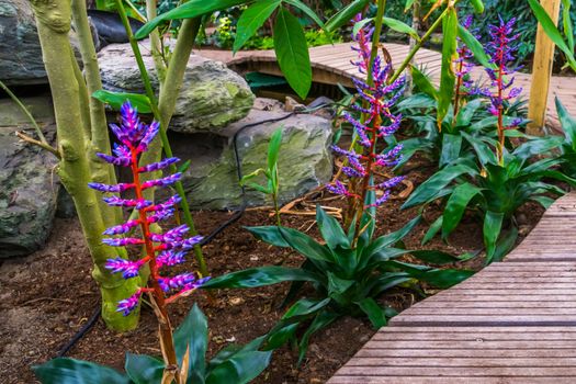tropical garden with Aechmea Blue Tango plants, exotic cultivar from Florida, America