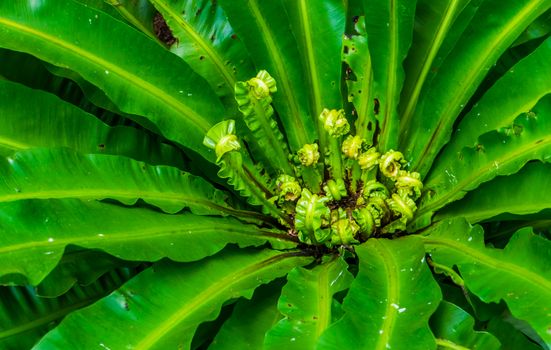 macro closeup of fresh growing fern leaves, common plant specie
