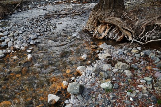 River bed with rocky stones and old tree