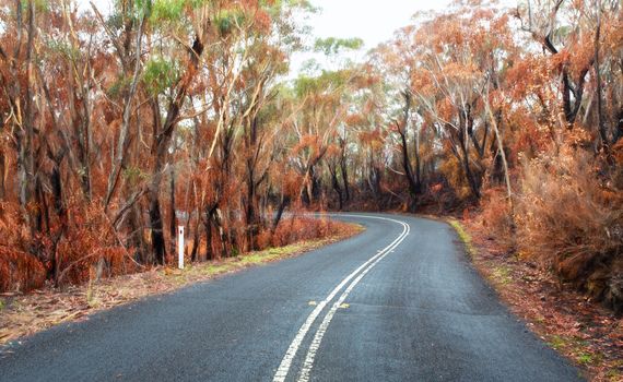 Curving road through buirnt bush land in Australia