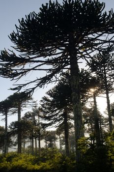 Forest of monkey puzzle tree backlighting at dawn.