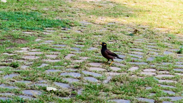 Common indian myna (Acridotheres tristis) Sturnid starling bird family, brown color feather, yellow beak and eyes spotted in green grass lawn of garden front or back yard. Living creature. Copy space.