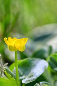 A Fig Buttercup Blooming In Spring