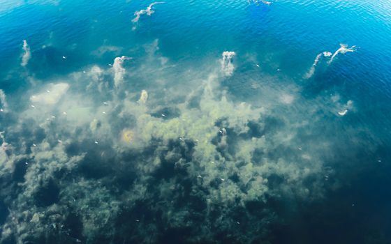 Deep Blue sea ocean floor Backgrounds. Abstract pattern texture and color. Aquatic organisms sea Life backdrop. Natural Wallpapers design elements.
