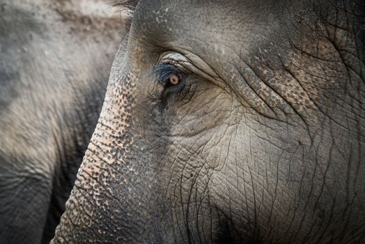 Portrait of Asian elephant