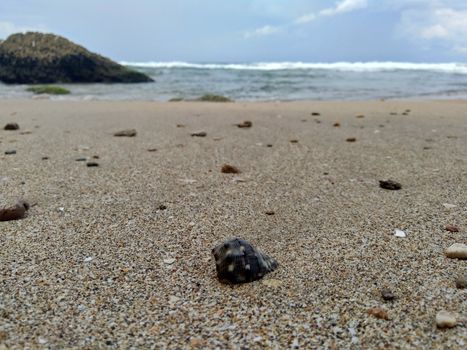Shell on the sand. Suitable for frameworks, quotes and other projects.