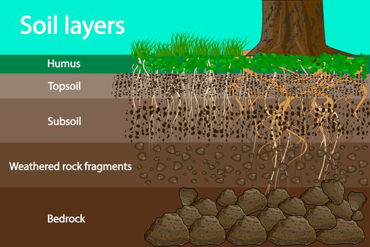 Soil layer scheme with grass and roots, earth texture and stones. Cross section of humus or organic and underground soil layers beneath. Vector illustration