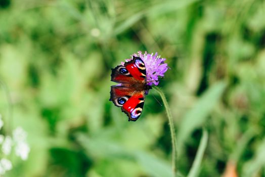 European peacock butterfly on the pink flower