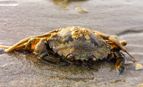 closeup of a beach crab, common crustacean specie from the northern sea, The Netherlands