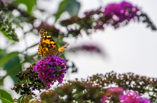 portrait of a painted lady butterfly sitting on the flowers of a butterfly bush, common cosmopolitan insect specie