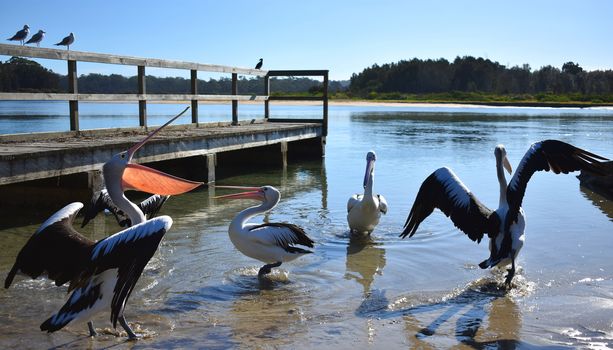 Wharf Pelicans